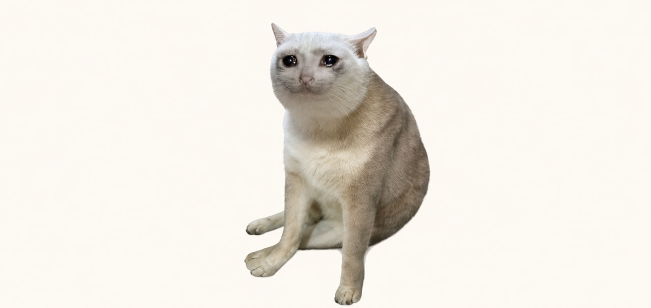 分析师如何评价CASHCAT？